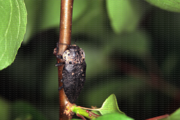 Capnode adulte sur abricotier